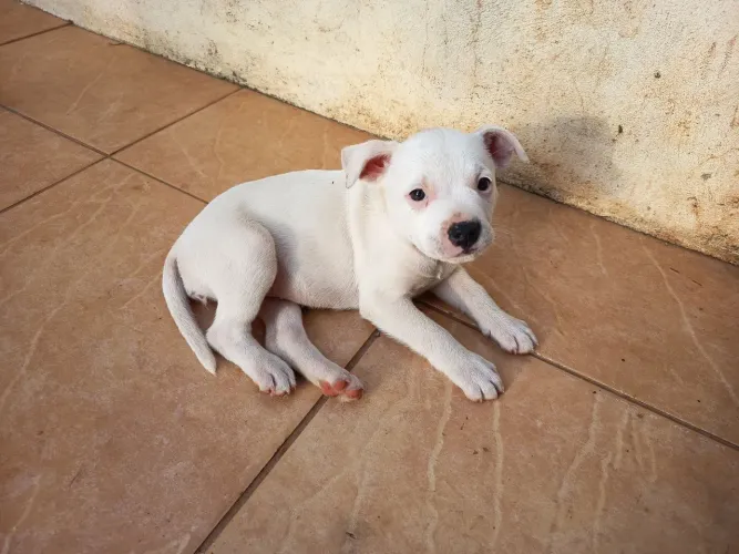 American Bully