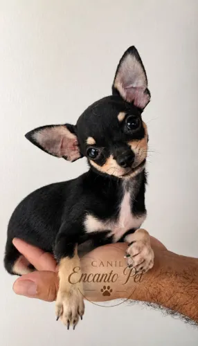 Chihuahua pelo curto 