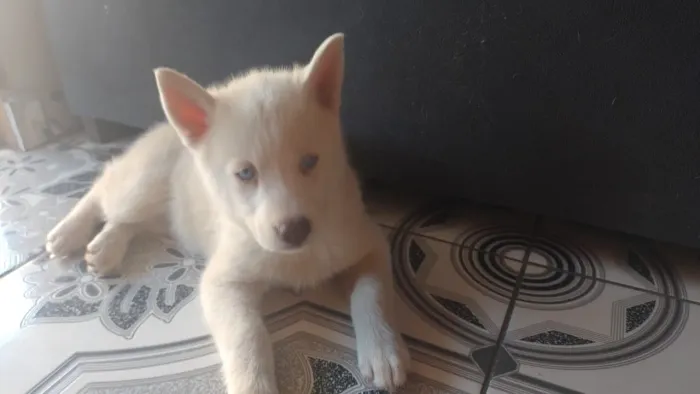 Vende-se Filhotes de Husk Siberiano