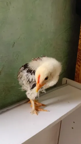 Pintinho Brahma