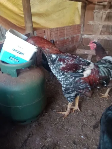 Ovos férteis e franguinhos de galinha sertaneja balão 