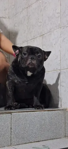 Bulldog Francês Para Cobertura 