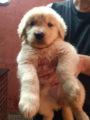 Golden Retriever fêmea