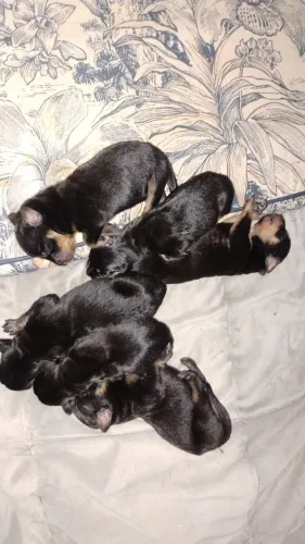 Filhotes rottweiler cabeça de touro 