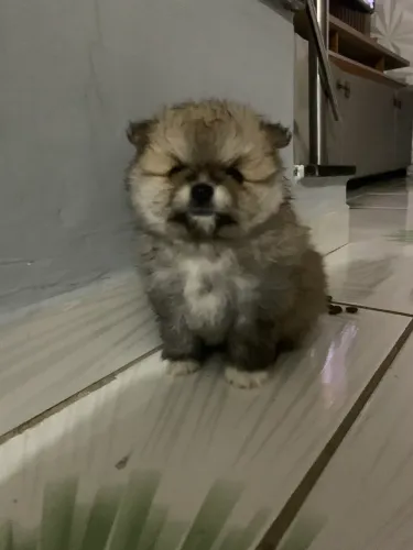 Filhote Lulu ) spitiz alemão