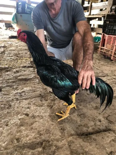 Galo de muita procedência