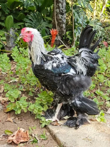 Galo Brahma Dark - Frango