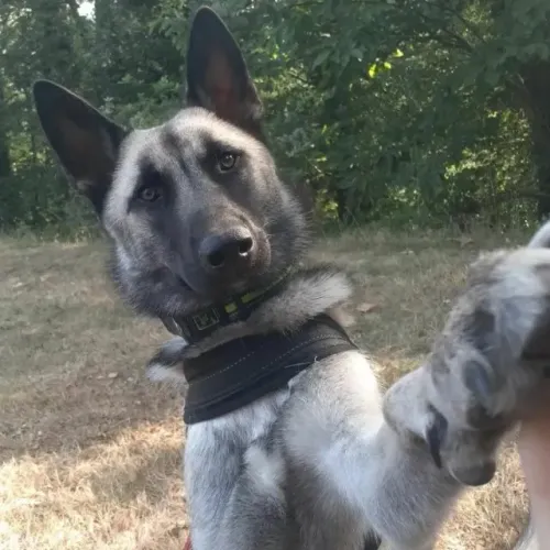 Procuro cão de raça pra comprar
