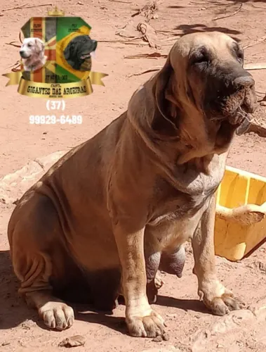 Fêmea de Fila Brasileiro CBKC ?