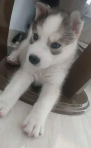 Husky Siberiano reservas
