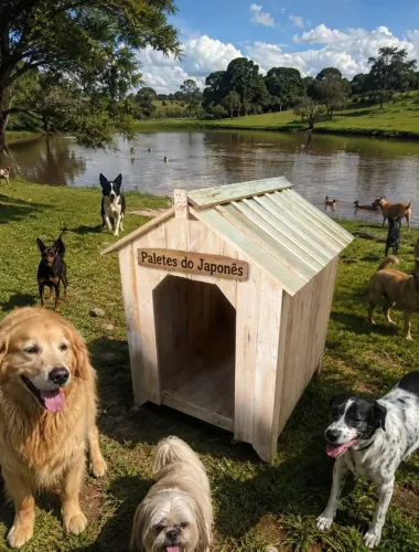Casinha Pet cachorro