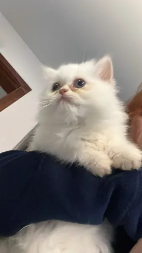 Gato persa