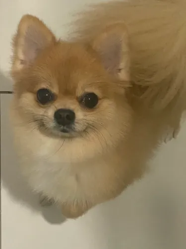 Lulu da pomerania laranja fêmea