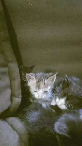 doação de gatinhos filhote