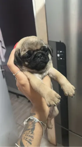 Cachorro Pug Fêmea