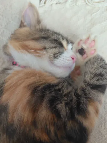 Maine coon doação 