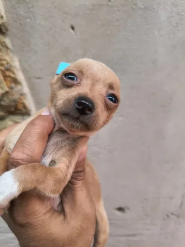 Pinscher