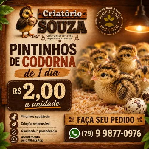 Pintinhos de codorna Gigante de 1 dia