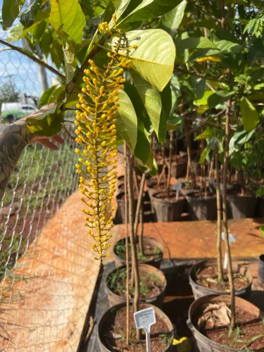 Muda de Lanterneiro Florindo 
