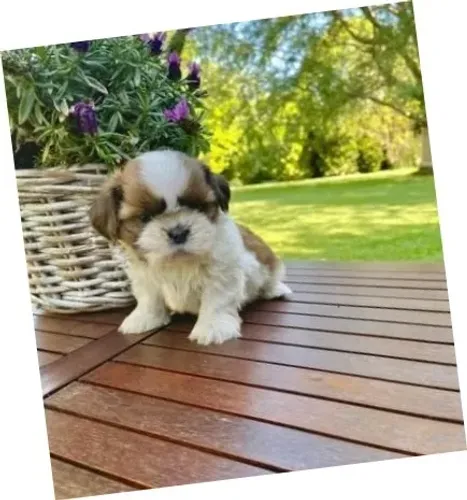 Lhasa Apso Branco e Creme Fêmea - Pequena e Elegante!