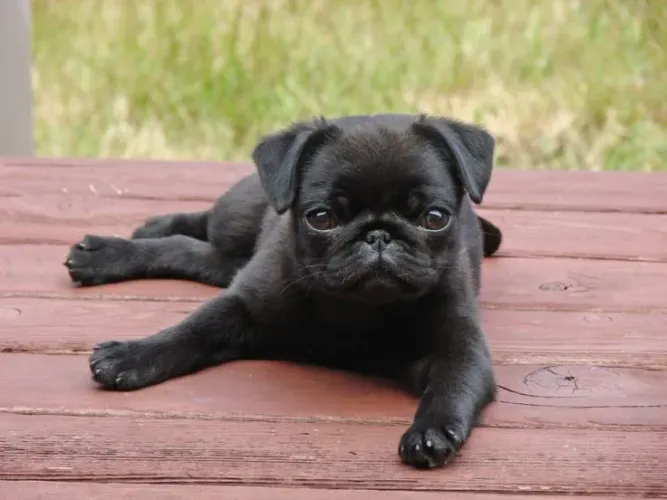 Filhote de Pug Preto e abricort quer um amigo de verdade ? Tenha um cachorro
