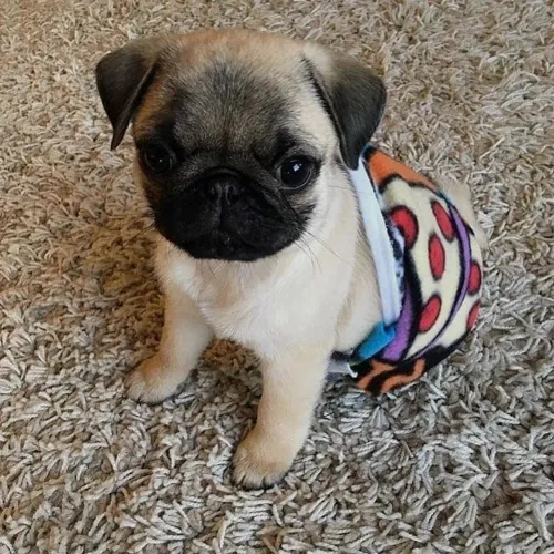 Filhote de Pug de pijama 