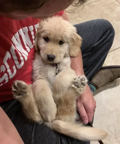Filhote Golden Retriever ama colinho e pernas para cima