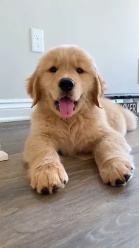 Filhote Golden Retriever cor de mel 