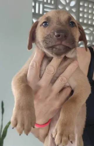 Doacao 7 cachorrinhos