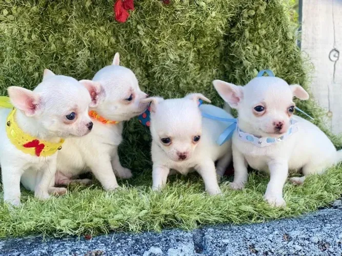 Chihuahua Todas as raças com ganratia total de saude e veterinario gratuito.