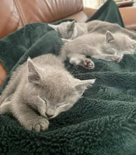 Gatinho Russian Blue anti alérgico.