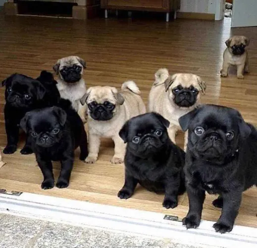 Filhotes Pug, Nada como ser recebido todos os dias com alegria e carinho!