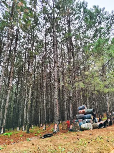 Fazenda de Pinus em SP. Itapetininga/são/Miguel arcanjo R$:70 milhões.