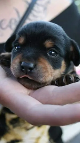 Filhote de Rottweiler para te proteger dia e noite ?