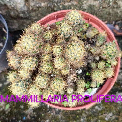 Cactus Mammillaria prolifera