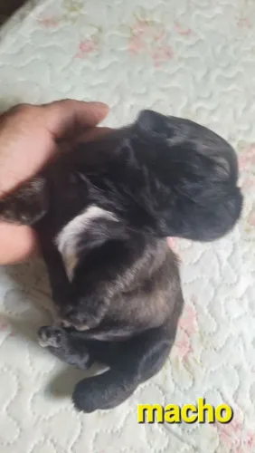 Lindos filhotes de shythus raça pura. 