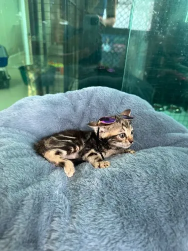 Bengal Marble