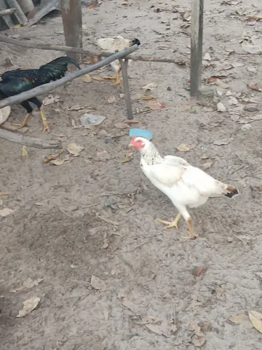 Galinha caipira 