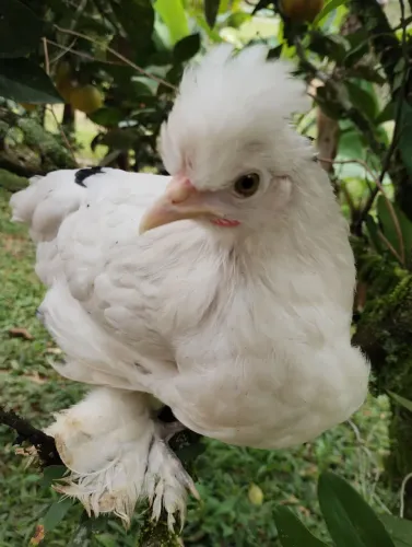 Galinha e galo 