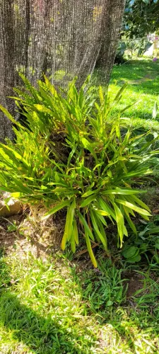 Várias mudas de Orquídea Miltonia regnellii em tronco de árvore
