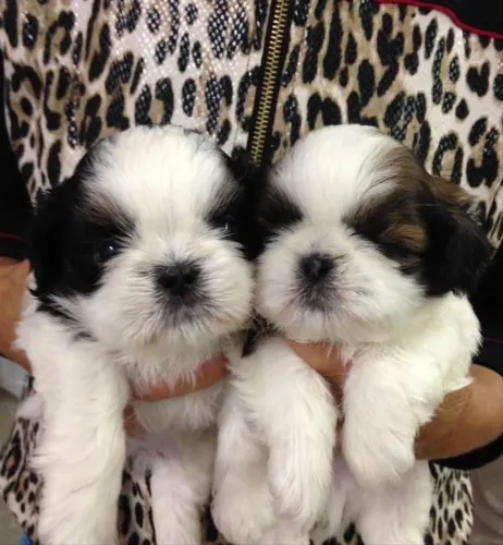 Shih tzu mini