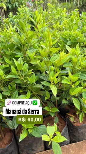 Muda de Manacá da Serra 