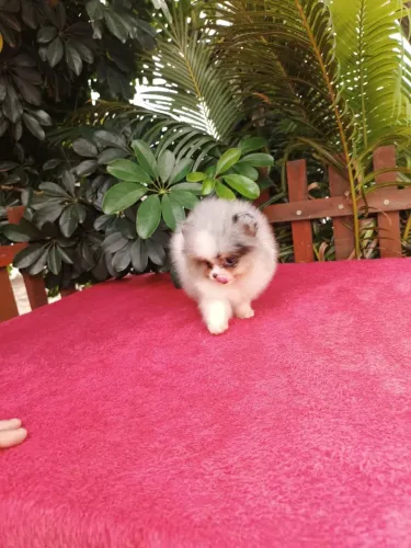 Spitz anao ursinho com 65 dias vacinado