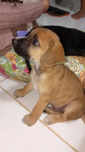 Filhote de cachorro