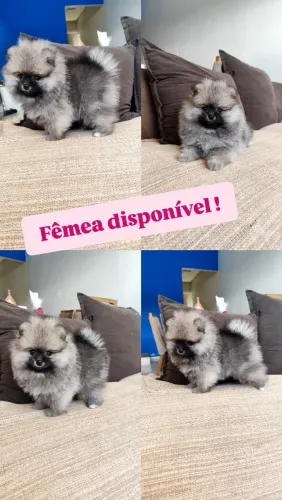 Spitz Alemão Fêmea 