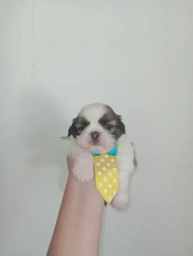 Filhote shihtzu raça pura, seja dono!!