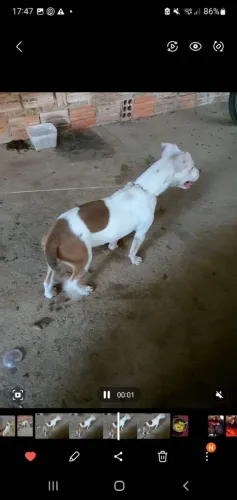 Pitbull 