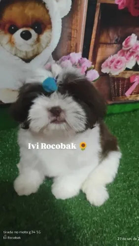 Shihtzu macho branco e fígado