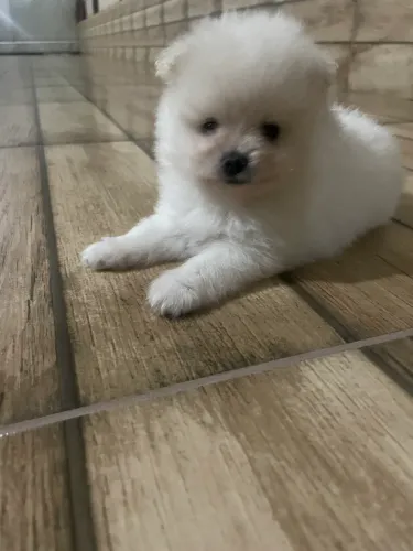 SPITZ ALEMÃO MACHOS 