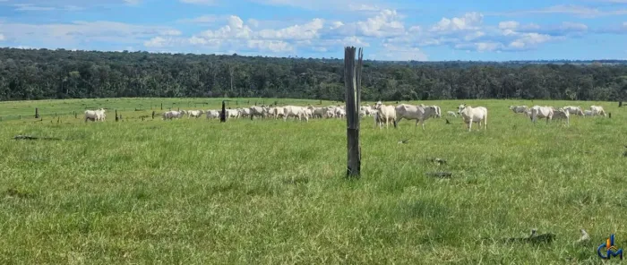 Fazenda Modelo Sena Madureira